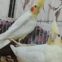 عروس هلندی