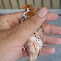 فنچ مولد کینگ هاف اورنج