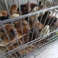 جوجه مرغ بومی