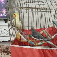 عروس هلندی