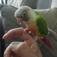 طوطی گرینچک