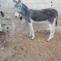 خریدوفروش خر یاهمون الاغ