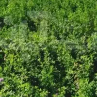 یونجه پرسی کیفیت خوب