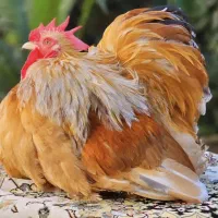 مرغ وخروس مینیاتوری.