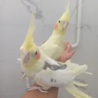 جفت عروس هلندی