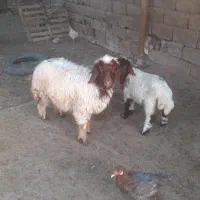 یک عددبره چاق چاق