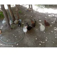 فروش مرغ دونه ای یه تومن