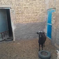 نر بز
