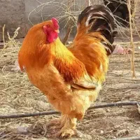 خروس برهما معاوضه با مرغ برهما یا کوشین