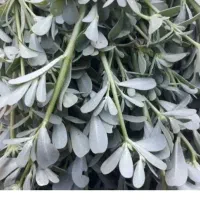 خوشمزه ومقوی