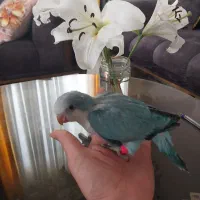 طوطی راهب دستی