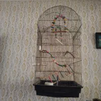 قفس یک متری پرنده