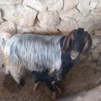 بز زاییده