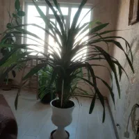گل طبیعی