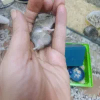 همستر های کمپل مولد