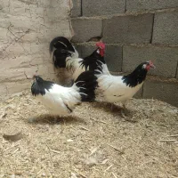 جوجه مرغ و خروس لاکنولدر و برهما بلک متلد و بلو