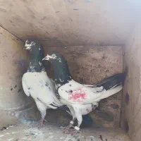 کبوتر پاکستانی