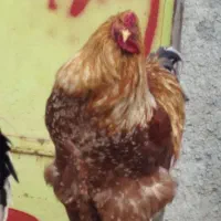 سلام ده تا خروس برهما