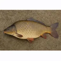 ماهی کپور و امور لجت خوار