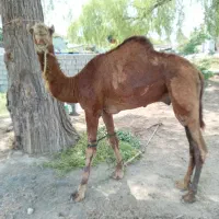 شتر فروشی