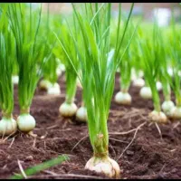 4-هکتار-زمین-مزروعی-نزدیک-شهر-اجاره-برای-سیر