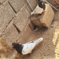 کبوتر