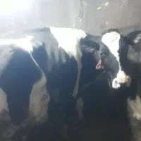 فروش۳عدد گاو شیری