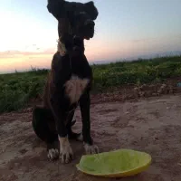 واگذاری توله ماده 5ماهه