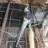 عروس هلندی شرط مولد