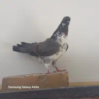 ۶ عدد کبوتر گرفتنی