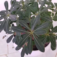 بن سای میخک هندی