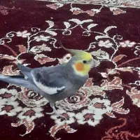 عروس هلندی