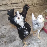نیمچه گلین اصیل