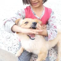 حیوانات خانگی