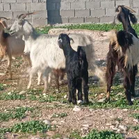 سه راس بز کهره دار کهرش نر