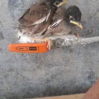 جوجه مینا نزدیک به دونخور