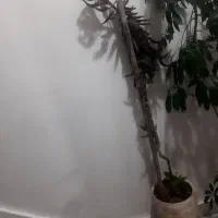 گلدان اشک زلیخا بزرگ