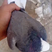 کبوتر