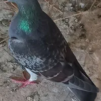 تعداد ۵ عدد کبوتر مسافتی
