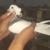 جفت طوقی