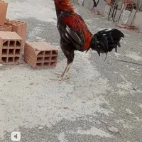 خروس جوان سالم