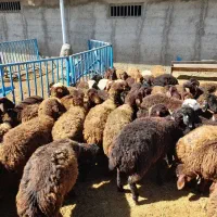 میش هترو ومیش همو  و نر بز سانن والپا وموهر