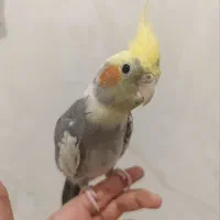 فروش عروس هلندی لوتینو