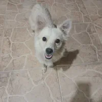 سگ اشپیتز پا کوتاه