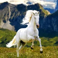 فروش اسب نریان کرد