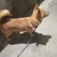 توله سگ پا کوتاه