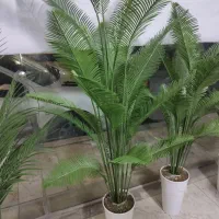 درختچه کنار سالنی (ایرانی ،وارداتی)