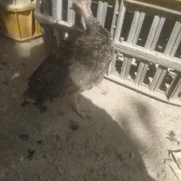 جوجه بوقلمون برنز محلی