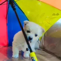 توله‌پامرروباهی