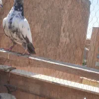 ۶عدد جوجه.یه نر مفلق